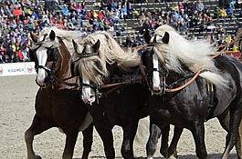 主要的和國家扣馬爾巴赫,種馬游行,kaltblut