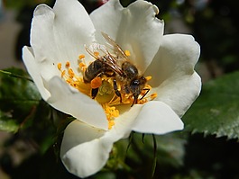 蜜蜂,花,昆蟲