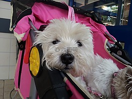 狗,動物,寵物