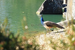 孔雀,鳥,自然