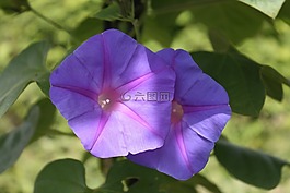 紫色華麗風,喇叭花,風