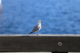 鳥,海鷗,羽毛