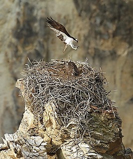 鳥,魚鷹,飛行