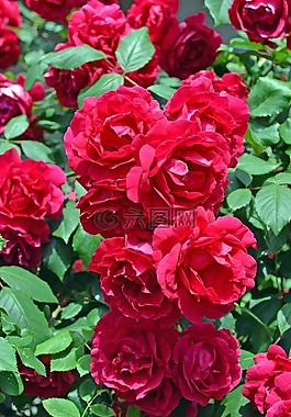 花束,玫瑰,鮮花