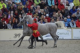 主要的和國(guó)家扣馬爾巴赫,種馬游行,與駒的母馬
