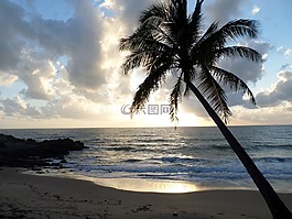 棕櫚樹,熱帶,海灘