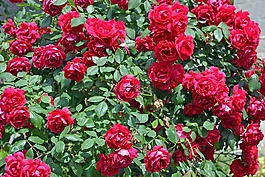 玫瑰,花束,鮮花