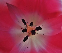 tulpenbluete,郵票,花粉