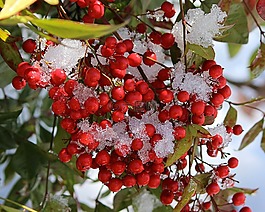 南天竹漿果,紅色水果,灌木