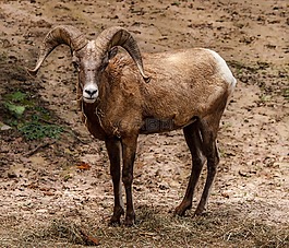 大角羊,比格霍恩 ram,北美野生羊