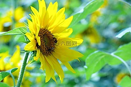 鮮花,向日葵,太陽能