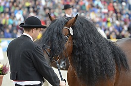主要的和國家扣馬爾巴赫,種馬游行,kaltblut