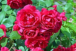 紅,玫瑰,花卉