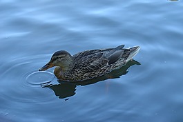 鴨,湖,鳥