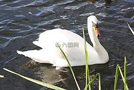天鵝,動(dòng)物,水