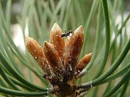 針,螞蟻,muragha