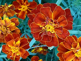 花,花卉,橙