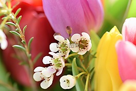郁金香,斯特劳斯,鲜花