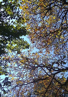 太陽(yáng),樹(shù),自然