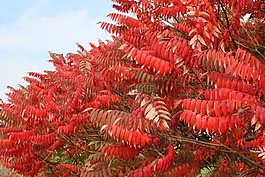 葉子,布什,紅色