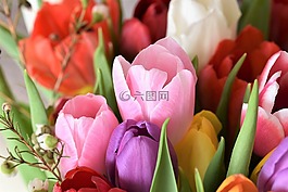 郁金香,斯特劳斯,鲜花
