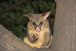 possum,动物,哺乳动物