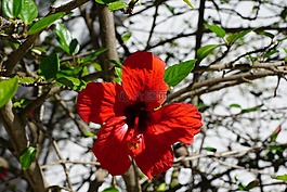 芙蓉,花,紅色