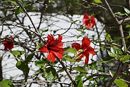 芙蓉,花,紅色
