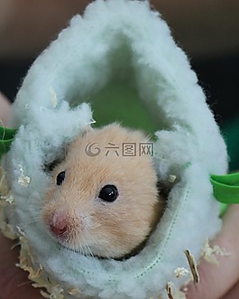 倉鼠,賞金,睡袋