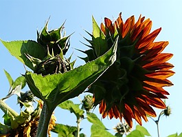 向日葵,太陽,光