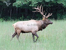 埃爾克,公牛,野生動物