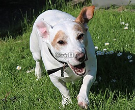 杰克羅素,小獵犬,狗