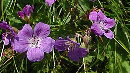克內(nèi)斯比爾,鮮花,草地