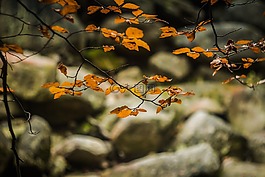 葉子,秋,性質(zhì)