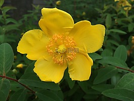 是,hypercom,鮮花