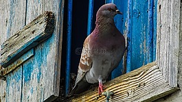 鴿子,窗口,鳥