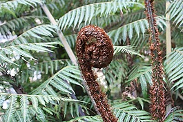 蕨類植物,新的生活,若