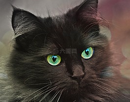 貓,動物,寵物