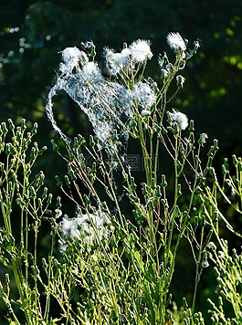burnweed,雜草,蓬松