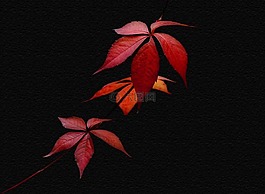 秋季,葉子,豐富多彩