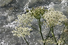 水,鮮花,性質(zhì)