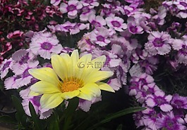 鮮花,白,黃色