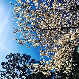 櫻花盛開,天空,松