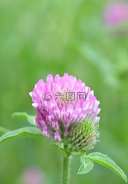 指出花,花,野花