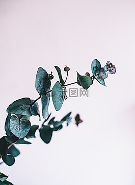 植物,葉子,自然