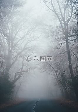 霧,自然,樹
