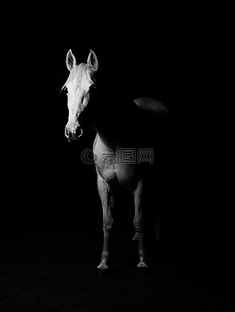 白,馬,懷特霍斯