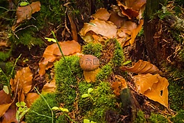 葉子,秋,性質(zhì)