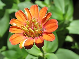花,自然,植物區(qū)系