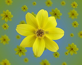 花,黃色,開花